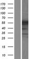 SYNCRIP / HnRNP Q Protein - Western validation with an anti-DDK antibody * L: Control HEK293 lysate R: Over-expression lysate