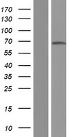 SYNCRIP / HnRNP Q Protein - Western validation with an anti-DDK antibody * L: Control HEK293 lysate R: Over-expression lysate