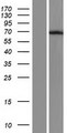 SYNCRIP / HnRNP Q Protein - Western validation with an anti-DDK antibody * L: Control HEK293 lysate R: Over-expression lysate