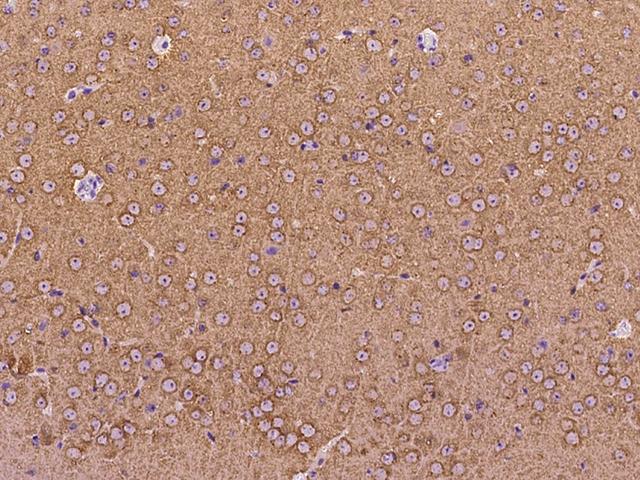 Syndapin I / PACSIN1 Antibody - Immunochemical staining PACSIN1 in mouse brain with rabbit polyclonal antibody at 1:300 dilution, formalin-fixed paraffin embedded sections.