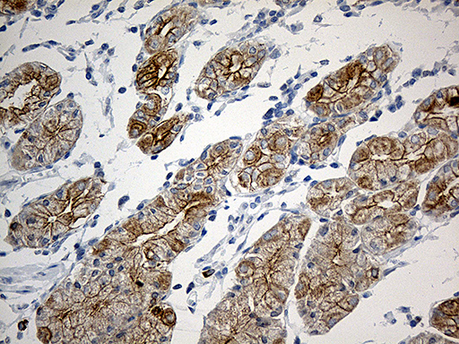 SYNE1 / Nesprin 1 Antibody - Immunohistochemical staining of paraffin-embedded Human gastric tissue within the normal limits using anti-SYNE1 mouse monoclonal antibody. (Heat-induced epitope retrieval by 1mM EDTA in 10mM Tris buffer. (pH8.5) at 120°C for 3 min. (1:500)