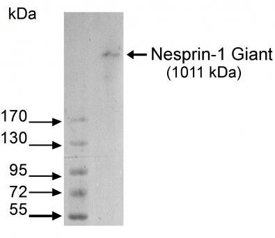 SYNE1 / Nesprin 1 Antibody - 3-15% SDS-Page, with extract of normal human fibroblast