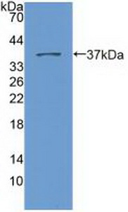 SYNE2 / Nesprin-2 Antibody - Western Blot; Sample: Recombinant Nesp2, Human.