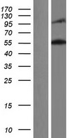 SYNE2 / Nesprin-2 Protein - Western validation with an anti-DDK antibody * L: Control HEK293 lysate R: Over-expression lysate