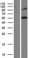 SYNE2 / Nesprin-2 Protein - Western validation with an anti-DDK antibody * L: Control HEK293 lysate R: Over-expression lysate