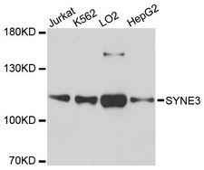 SYNE3 / C14orf49 Antibody - Western blot analysis of extracts of various cell lines, using SYNE3 antibody at 1:3000 dilution. The secondary antibody used was an HRP Goat Anti-Rabbit IgG (H+L) at 1:10000 dilution. Lysates were loaded 25ug per lane and 3% nonfat dry milk in TBST was used for blocking. An ECL Kit was used for detection and the exposure time was 90s.