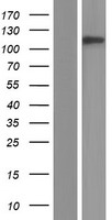 SYNE3 / C14orf49 Protein - Western validation with an anti-DDK antibody * L: Control HEK293 lysate R: Over-expression lysate
