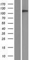 SYNE3 / C14orf49 Protein - Western validation with an anti-DDK antibody * L: Control HEK293 lysate R: Over-expression lysate