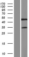 SYNE4 / C19orf46 Protein - Western validation with an anti-DDK antibody * L: Control HEK293 lysate R: Over-expression lysate