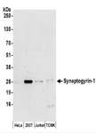 SYNGR1 / Synaptogyrin 1 Antibody - Detection of Human and Mouse Synaptogyrin-1 by Western Blot. Samples: Whole cell lysate (50 ug) prepared using NETN buffer from HeLa, 293T, Jurkat, and mouse TCMK-1 cells. Antibodies: Affinity purified rabbit anti-Synaptogyrin-1 antibody used for WB at 0.1 ug/ml. Detection: Chemiluminescence with an exposure time of 3 minutes.