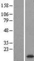 SYNGR1 / Synaptogyrin 1 Protein - Western validation with an anti-DDK antibody * L: Control HEK293 lysate R: Over-expression lysate