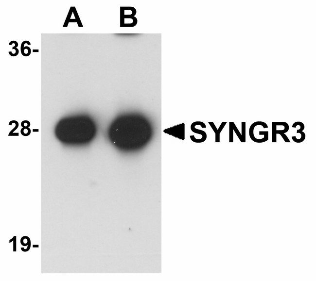 SYNGR3 / Synaptogyrin 3 Antibody - Western blot of SYNGR3 in mouse brain tissue lysate with SYNGR3 antibody at (A) 1 and (B) 2 ug/ml .