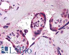 SYNGR3 / Synaptogyrin 3 Antibody - Anti-SYNGR3 / Synaptogyrin 3 antibody IHC of human placenta. Immunohistochemistry of formalin-fixed, paraffin-embedded tissue after heat-induced antigen retrieval. Antibody concentration 5 ug/ml.