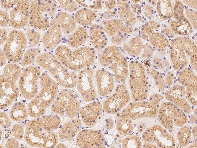 SYNGR3 / Synaptogyrin 3 Antibody - Immunochemical staining of human SYNGR3 in human kidney with rabbit polyclonal antibody at 1:100 dilution, formalin-fixed paraffin embedded sections.