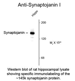 SYNJ1 / Synaptojanin Antibody