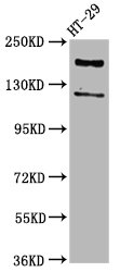 SYNJ1 / Synaptojanin Antibody - Western Blot Positive WB detected in: HT29 whole cell lysate All lanes: SYNJ1 antibody at 3.7µg/ml Secondary Goat polyclonal to rabbit IgG at 1/50000 dilution Predicted band size: 174, 145, 144, 59 kDa Observed band size: 174 kDa