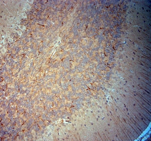 SYNJ1 / Synaptojanin Antibody - IHC-P on paraffin sections of mouse cerebellum. The animal was perfused using Autoperfuser at a pressure of 130 mmHg with 300 ml 4% FA before being processed for paraffin embedding. HIER: Tris-EDTA, pH 9 for 20 min using Thermo PT Module. Blocking: 0.2% LFDM in TBST filtered through 0.2 µm. Detection was done using Novolink HRP polymer from Leica following manufacturers instructions; DAB chromogen: Candela DAB chromogen. Primary antibody: dilution 1:1000, incubated 30 min at RT using Autostainer. Sections were counterstained with Harris Hematoxylin.