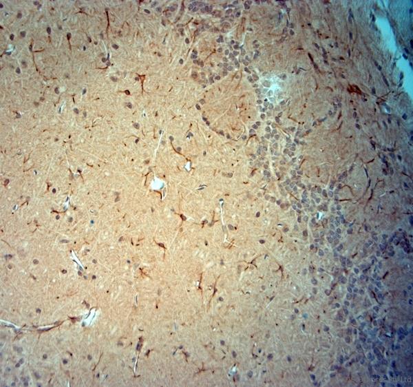 SYNJ1 / Synaptojanin Antibody - IHC-P on paraffin sections of mouse olfactory bulbs. The animal was perfused using Autoperfuser at a pressure of 130 mmHg with 300 ml 4% FA before being processed for paraffin embedding. HIER: Tris-EDTA, pH 9 for 20 min using Thermo PT Module. Blocking: 0.2% LFDM in TBST filtered through 0.2 µm. Detection was done using Novolink HRP polymer from Leica following manufacturers instructions; DAB chromogen: Candela DAB chromogen. Primary antibody: dilution 1:1000, incubated 30 min at RT using Autostainer. Sections were counterstained with Harris Hematoxylin.