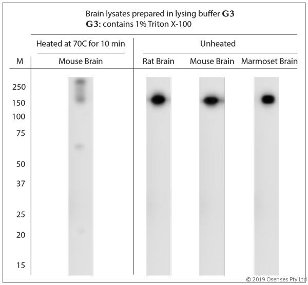 SYNJ1 / Synaptojanin Antibody - WB on brain lysates. Blocking: 1% LFDM for 30 min at RT; primary antibody: dilution 1:2000 incubated at 4°C overnight.