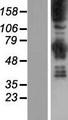 SYNJ1 / Synaptojanin Protein - Western validation with an anti-DDK antibody * L: Control HEK293 lysate R: Over-expression lysate
