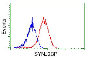 SYNJ2BP / OMP25 Antibody - Flow cytometry of HeLa cells, using anti-SYNJ2BP antibody (Red), compared to a nonspecific negative control antibody (Blue).