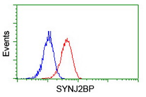 SYNJ2BP / OMP25 Antibody - Flow cytometry of Jurkat cells, using anti-SYNJ2BP antibody (Red), compared to a nonspecific negative control antibody (Blue).