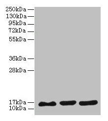 SYNJ2BP / OMP25 Antibody - Western blot All lanes: SYNJ2BP antibody at 3µg/ml Lane 1: MCF-7 whole cell lysate Lane 2: U251 whole cell lysate Lane 3: Caco-2 whole cell lysate Secondary Goat polyclonal to rabbit IgG at 1/10000 dilution Predicted band size: 16 kDa Observed band size: 16 kDa