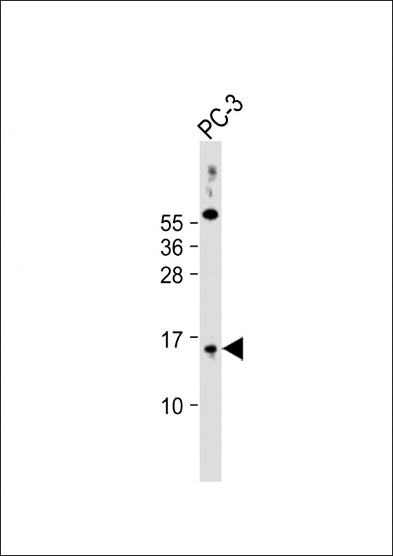 SYNJ2BP / OMP25 Antibody - Anti-SYNJ2BP Antibody (N-Term) at 1:2000 dilution + PC-3 whole cell lysate Lysates/proteins at 20 µg per lane. Secondary Goat Anti-Rabbit IgG, (H+L), Peroxidase conjugated at 1/10000 dilution. Predicted band size: 16 kDa Blocking/Dilution buffer: 5% NFDM/TBST.