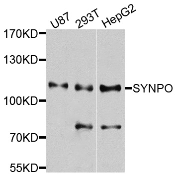 SYNPO / Synaptopodin Antibody - Western blot analysis of extracts of various cells.