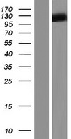 SYNPO2L Protein - Western validation with an anti-DDK antibody * L: Control HEK293 lysate R: Over-expression lysate