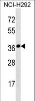 SYNPR / Synaptoporin Antibody - SYNPR Antibody western blot of NCI-H292 cell line lysates (35 ug/lane). The SYNPR antibody detected the SYNPR protein (arrow).