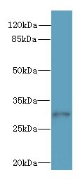 SYNPR / Synaptoporin Antibody - Western blot. All lanes: SYNPR antibody at 0.2 ug/ml+ Mouse brain tissue Goat polyclonal to rabbit at 1:10000 dilution. Predicted band size: 29 kDa. Observed band size: 29 kDa.