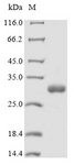 Miraculin Protein - (Tris-Glycine gel) Discontinuous SDS-PAGE (reduced) with 5% enrichment gel and 15% separation gel.