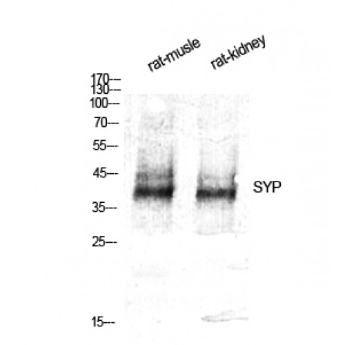 SYP / Synaptophysin Antibody - Western blot of SYP antibody