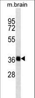 SYP / Synaptophysin Antibody - SYP Antibody western blot of mouse brain tissue lysates (35 ug/lane). The SYP antibody detected the SYP protein (arrow).