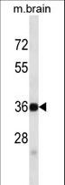 SYP / Synaptophysin Antibody - SYP Antibody western blot of mouse brain tissue lysates (35 ug/lane). The SYP antibody detected the SYP protein (arrow).