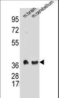 SYP / Synaptophysin Antibody - SYP Antibody western blot of mouse brain and cerebellum tissue lysates (35 ug/lane). The SYP antibody detected the SYP protein (arrow).