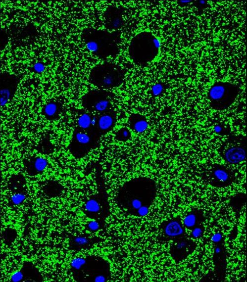 SYP / Synaptophysin Antibody - Confocal immunofluorescence of SYP Antibody with human brain tissue followed by Alexa Fluor 488-conjugated goat anti-rabbit lgG (green). DAPI was used to stain the cell nuclear (blue).