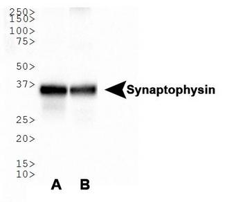 SYP / Synaptophysin Antibody - Western Blot: Synaptophysin Antibody - WB analysis of Synaptophysin in A. human brain lysate and B. mouse brain lysate.