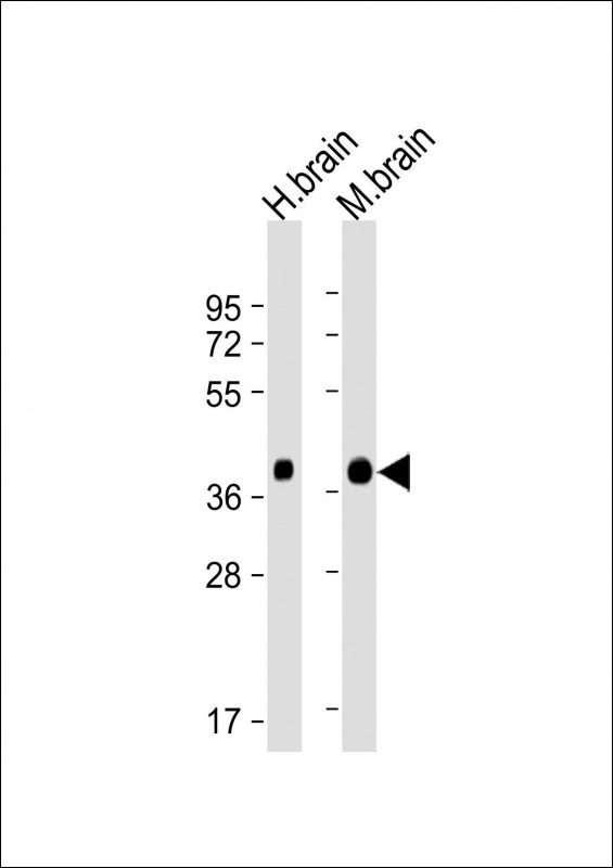 SYP / Synaptophysin Antibody - All lanes: Anti-SYP Antibody (C-term) at 1:4000 dilution Lane 1: Human brain lysate Lane 2: Mouse brain lysate Lysates/proteins at 20 µg per lane. Secondary Goat Anti-mouse IgG, (H+L), Peroxidase conjugated at 1/10000 dilution. Predicted band size: 38 kDa Blocking/Dilution buffer: 5% NFDM/TBST.