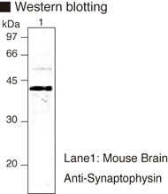 SYP / Synaptophysin Antibody