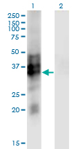 SYP / Synaptophysin Antibody - Western Blot analysis of SYP expression in transfected 293T cell line by SYP monoclonal antibody (M01), clone 3B3.Lane 1: SYP transfected lysate (Predicted MW: 33.8 KDa).Lane 2: Non-transfected lysate.