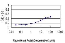 SYP / Synaptophysin Antibody - Detection limit for recombinant GST tagged SYP is approximately 1 ng/ml as a capture antibody.