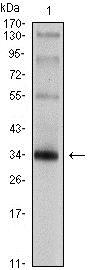 SYP / Synaptophysin Antibody - Western Blot: Synaptophysin Antibody (7H12) - Western blot analysis using Synaptophysin mouse mAb against rat brain tissue lysate.