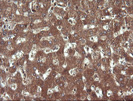 SYP / Synaptophysin Antibody - IHC of paraffin-embedded Human liver tissue using anti-SYP mouse monoclonal antibody. (Heat-induced epitope retrieval by 10mM citric buffer, pH6.0, 120°C for 3min).