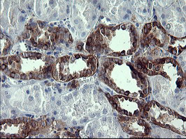 SYP / Synaptophysin Antibody - IHC of paraffin-embedded Human Kidney tissue using anti-SYP mouse monoclonal antibody.