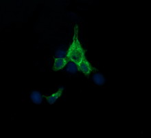 SYP / Synaptophysin Antibody - Anti-SYP mouse monoclonal antibody immunofluorescent staining of COS7 cells transiently transfected by pCMV6-ENTRY SYP.