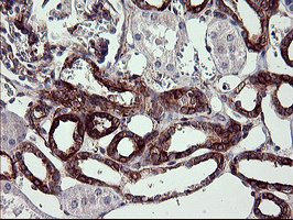 SYP / Synaptophysin Antibody - IHC of paraffin-embedded Human Kidney tissue using anti-SYP mouse monoclonal antibody. (Heat-induced epitope retrieval by 10mM citric buffer, pH6.0, 120°C for 3min).