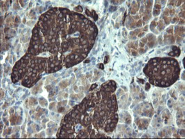 SYP / Synaptophysin Antibody - IHC of paraffin-embedded Human pancreas tissue using anti-SYP mouse monoclonal antibody. (Heat-induced epitope retrieval by 10mM citric buffer, pH6.0, 120°C for 3min).