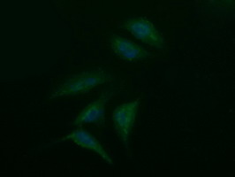 SYP / Synaptophysin Antibody - Immunofluorescent staining of HeLa cells using anti-SYP mouse monoclonal antibody.